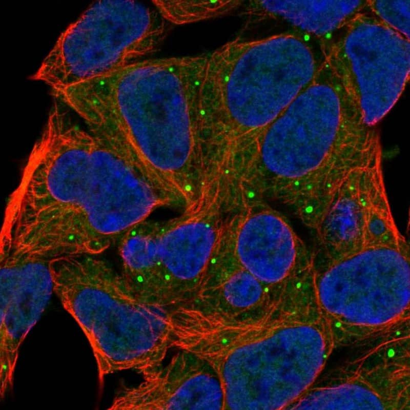 Immunocytochemistry/ Immunofluorescence cGK1/PRKG1 Antibody - BSA Free