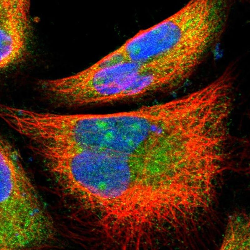 Immunocytochemistry/ Immunofluorescence PFDN1 Antibody - BSA Free