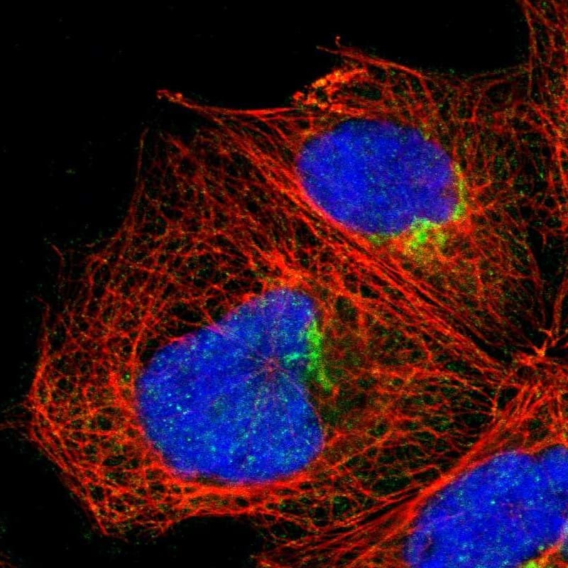 Immunocytochemistry/ Immunofluorescence MEST Antibody - BSA Free