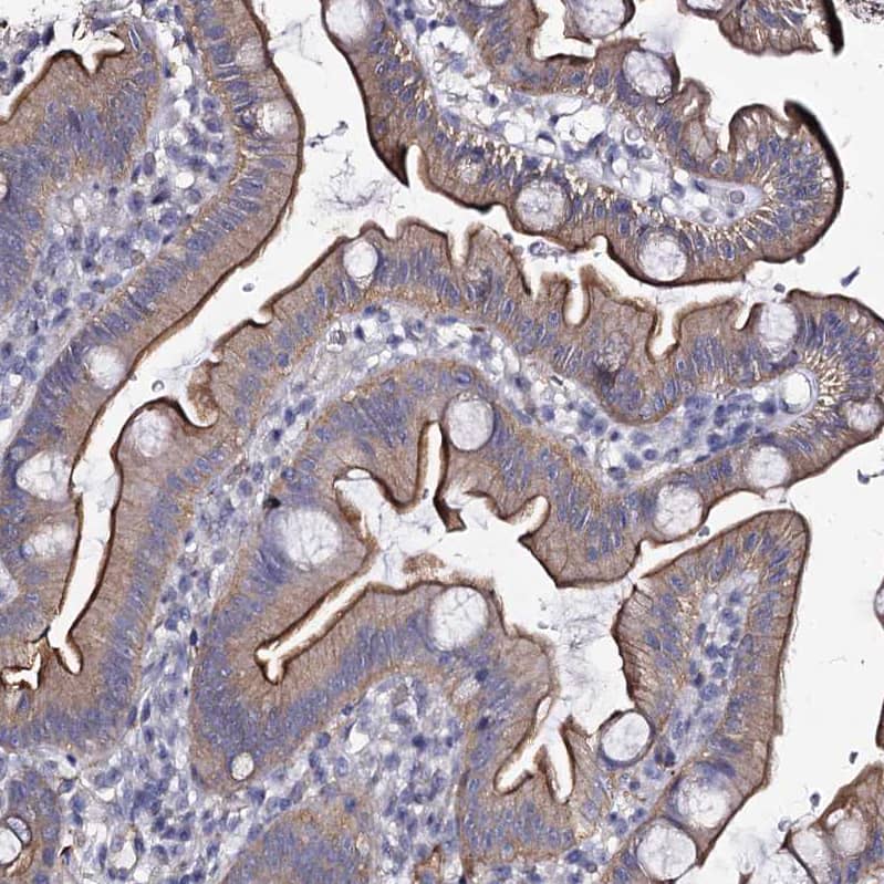 Staining of human small intestine shows strong membranous positivity in glandular cells.
