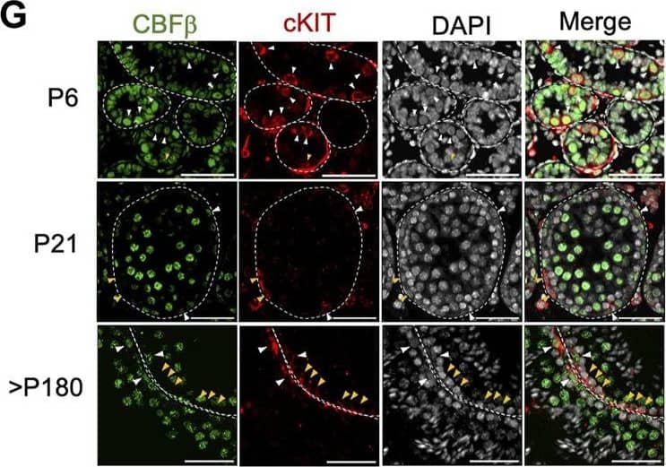 Expression of Cbfb throughout postnatal germline development. (A–D) Analysis of published scRNA-seq data from the postnatal germline development. Uniform manifold approximation projection (UMAP) representation of Cbfb transcripts (A) and germ cell subtypes (B) in the adult (P56) germline. Also, violin plots of Cbfb transcript abundance within germ cell subtypes (C) and spermatogonia through postnatal development (D) are included. (E) Representative images of immunofluorescence staining using an antibody recognizing CBF beta  (green) and DAPI (grey) from testis cross-sections of adult wild-type mice. (F–I) Representative images from co-immunofluorescence staining for CBF beta  (green) and select spermatogonia markers within the postnatal testis, including LIN28A [(F) undifferentiated spermatogonia], cKIT [(G) differentiating spermatogonia], GFR⍺1 [(H) SSC-enriched spermatogonia], and SOX3 [(I) progenitor-enriched spermatogonia]. White arrowhead identifies CBF beta + cells. Yellow arrowhead identifies CBF beta -cell. Scale bar is 50 um for images in (E–I). Image collected and cropped by CiteAb from the following open publication (//pubmed.ncbi.nlm.nih.gov/38020932), licensed under a CC-BY license. Not internally tested by Novus Biologicals.