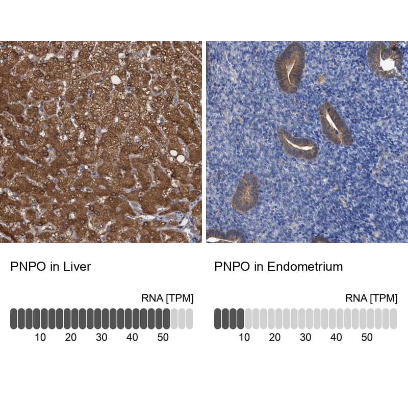 <b>Orthogonal Strategies Validation. </b>Analysis in human liver and endometrium tissues. Corresponding RNA-seq data are presented for the same tissues.