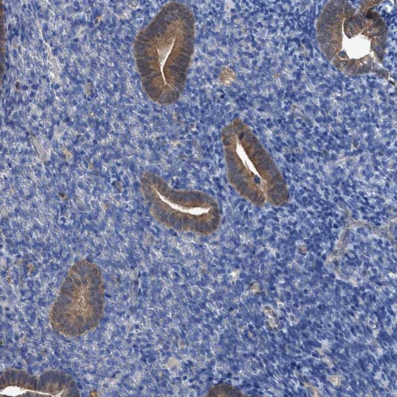 Staining of human endometrium shows moderate cytoplasmic positivity in glandular cells.