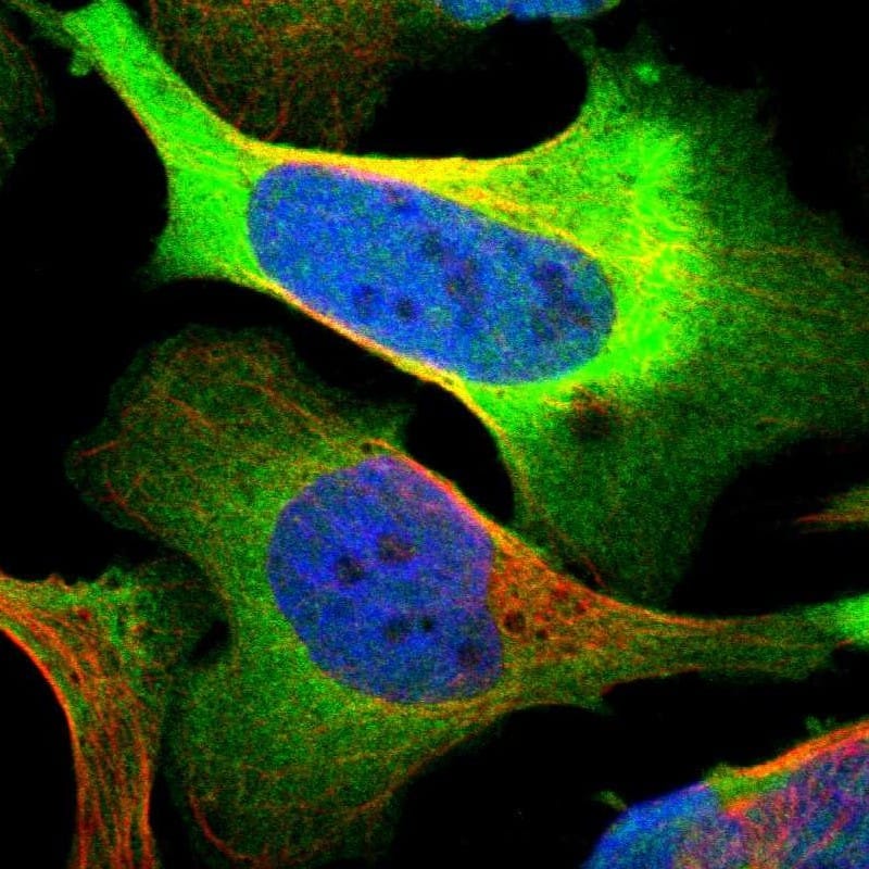 Staining of human cell line U-2 OS shows localization to plasma membrane & cytosol.