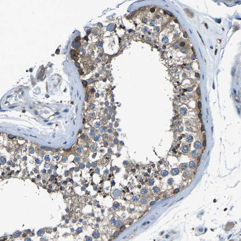 Immunohistochemistry-Paraffin PCTAIRE2 Antibody - BSA Free