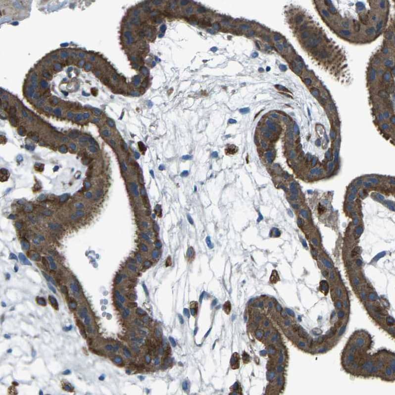 Immunohistochemistry-Paraffin PCTAIRE2 Antibody - BSA Free
