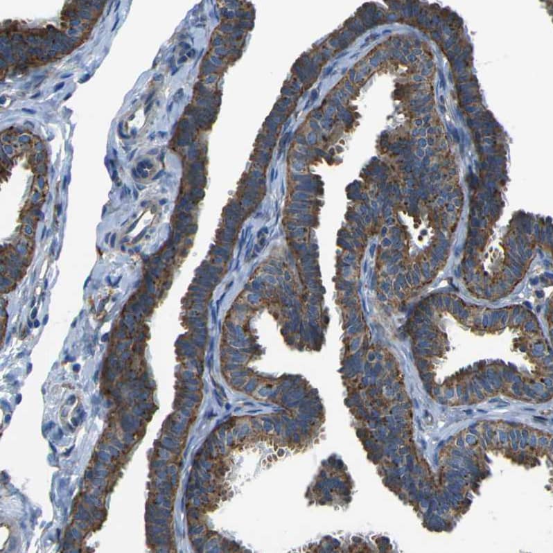 Staining of human fallopian tube shows moderate to strong cytoplasmic positivity in glandular cells.