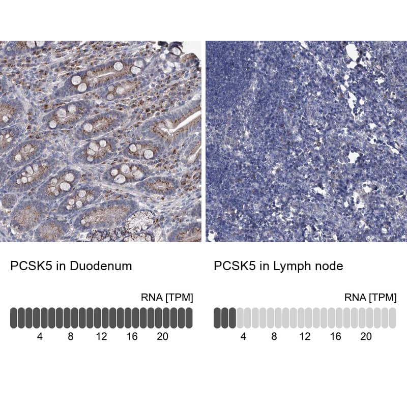 Immunohistochemistry-Paraffin PC6 Antibody - BSA Free