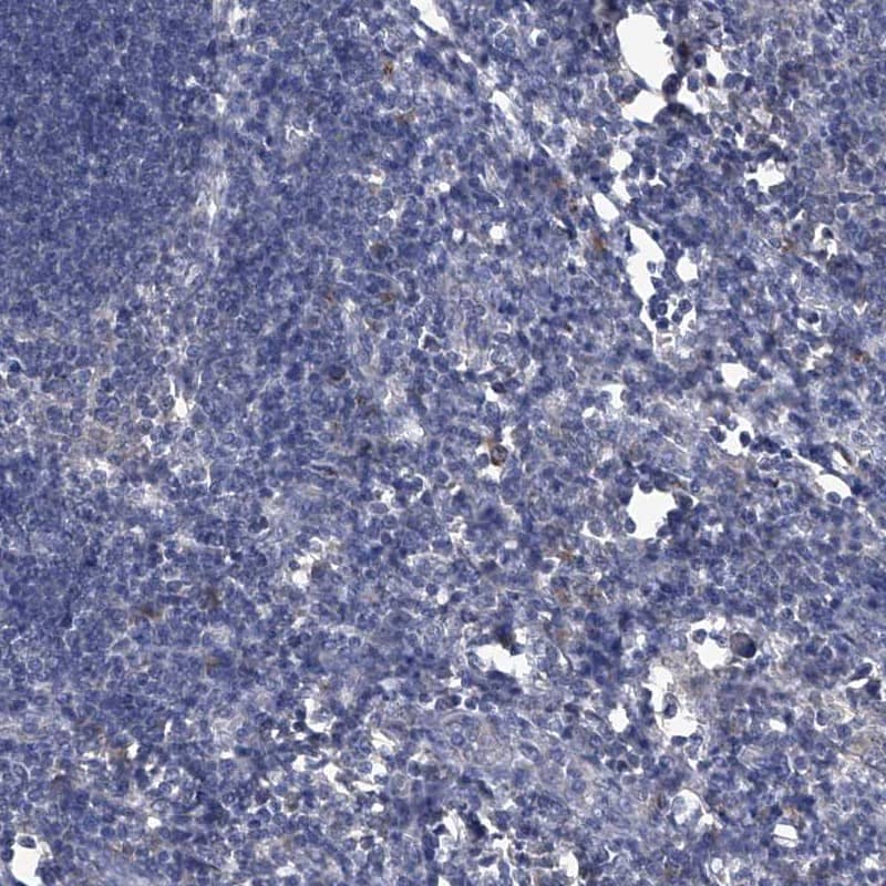 Immunohistochemistry-Paraffin PC6 Antibody - BSA Free