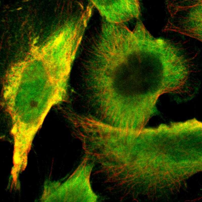 Staining of human cell line U-251 MG shows localization to nucleoplasm & cytosol.