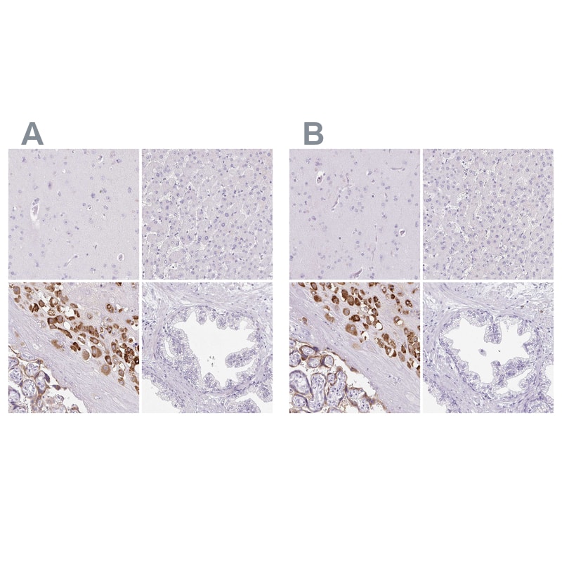 Staining of human cerebral cortex, liver, placenta and prostate .