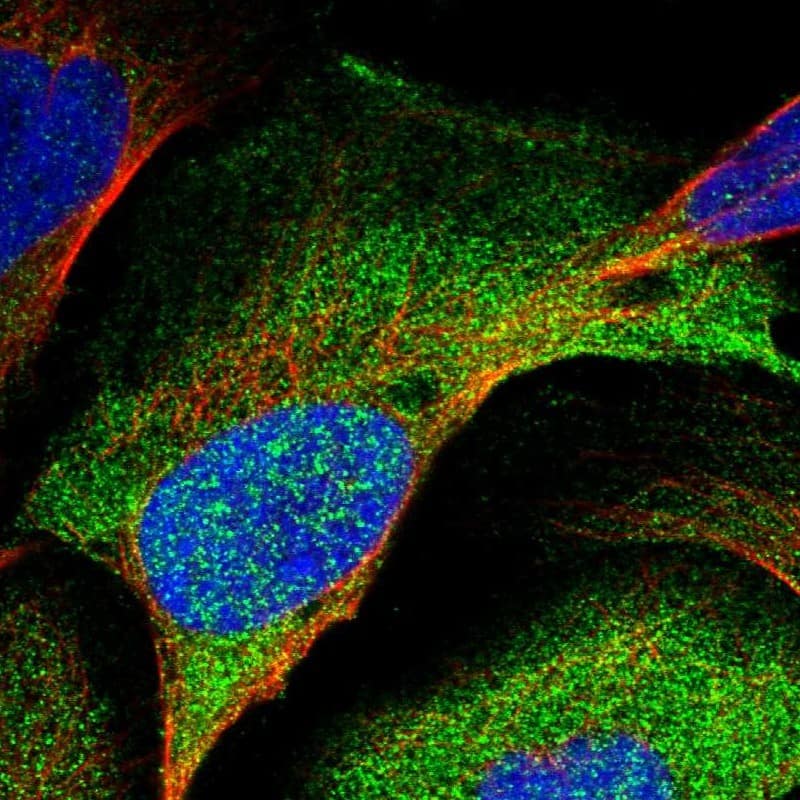Staining of human cell line U-2 OS shows localization to plasma membrane & cytosol.