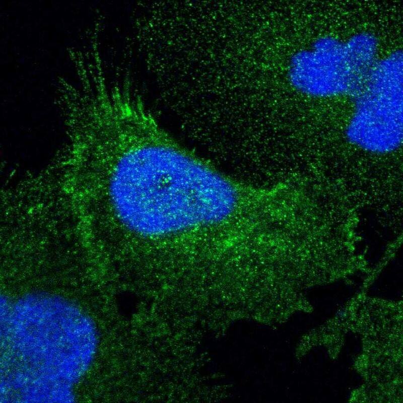 Staining of human cell line U-251 MG shows localization to plasma membrane.