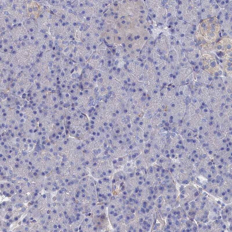 Staining of human pancreas shows low expression as expected.