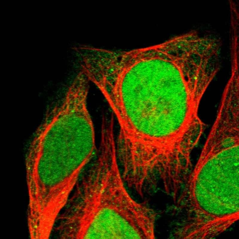 Staining of human cell line U-2 OS shows localization to nucleus.
