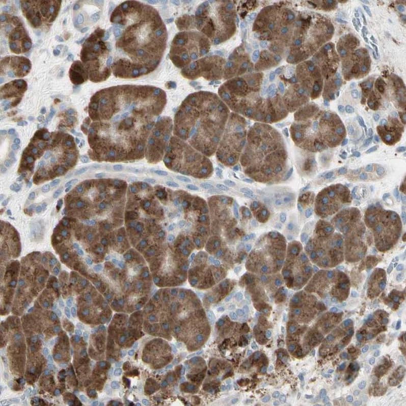 Staining of human pancreas shows strong cytoplasmic positivity in exocrine glandular cells.