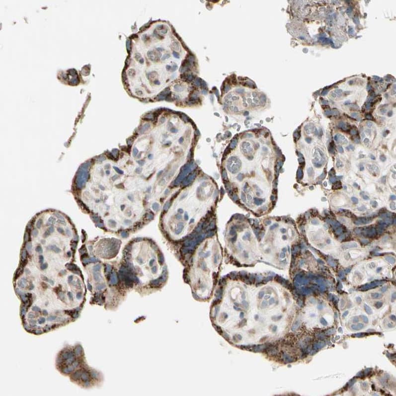 Staining of human placenta shows strong cytoplasmic positivity in trophoblastic cells.
