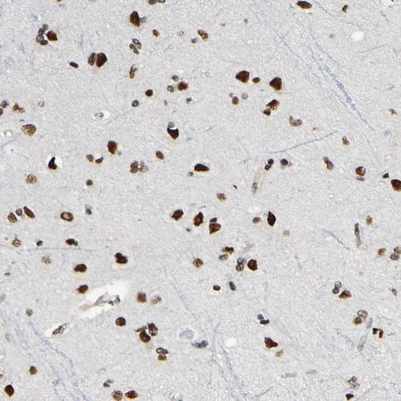 Immunohistochemistry-Paraffin Suppressor of Fused Antibody - BSA Free