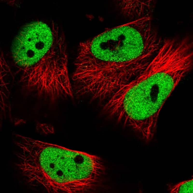 Staining of human cell line U-251 MG shows localization to nucleoplasm.
