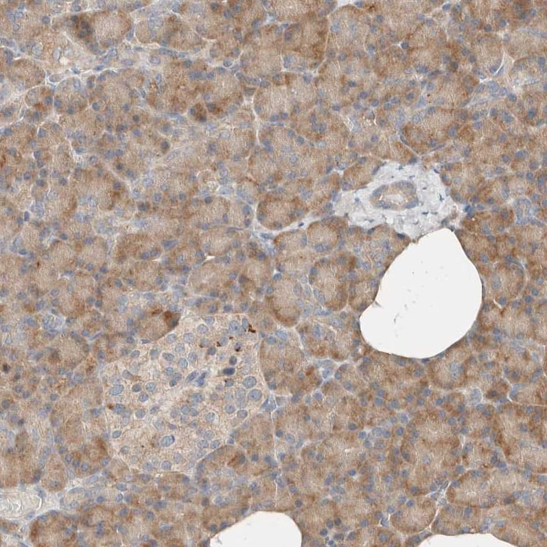 Staining of human pancreas shows moderate cytoplasmic positivity in exocrine glandular cells.