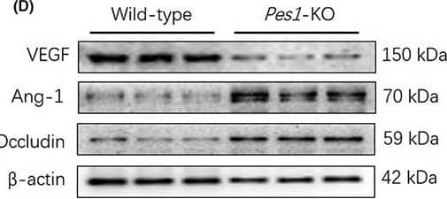 Pes1 knockout in mice decreased vascular permeability. (A, B) The Evans blue injection and haematoxylin and eosin staining of abdominal aorta were conducted in different groups, original magnification, ×10 (haematoxylin and eosin staining). Scale bar, 50 μm (haematoxylin and eosin staining). (C–F) The protein levels of vascular PES1, VEGF, VE‐cadherin, Ang‐1 and Occludin were measured by Immunoblotting. Data were represented as mean +/- SEM, each assay was performed independently three times. **p < 0.01, ***p < 0.001 compared with control (Student's t‐test). Image collected and cropped by CiteAb from the following open publication (//pubmed.ncbi.nlm.nih.gov/37060584), licensed under a CC-BY license. Not internally tested by Novus Biologicals.