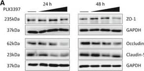 PLX3397 reduces tight junction expressionA, BWestern blot of lysates from PLX3397 treated b.End3 cells for tight junction proteins ZO‐1, Occludin and Claudin‐5 (A). The horizontal line indicates untreated cells, with increasing PLX3397 concentrations (5, 10, 20 μM). Corresponding densitometry is given in (B). (One‐way ANOVA with Dunnett’s post‐test for multiple comparisons, *P < 0.05, **P < 0.005, ***P < 0.0005, n = 3 independent experiments, error bars indicate SEM)CGene expression changes at 24 (top) and 48 (bottom) h in PLX3397 treated b.End3 cells shown by qPCR for Tjp1, Ocln and Cldn5 (*P < 0.05, **P < 0.006, n = 3 independent experiments one‐way ANOVA with Dunnett’s post‐test, error bars indicate SEM).DqPCR analysis of tight junction and CSF‐1R pathway gene expression changes at 24 h in PLX3397 treated MBECs (one‐way ANOVA with Dunnett’s post‐test for multiple comparisons, **P < 0.009, n = 3 independent experiments, error bars indicate SEM).EFITC‐4kDA transwell permeability assay of primary mouse microvascular endothelial cells (MBECs) treated for 24 h with PLX3397 at indicated doses (one‐way ANOVA with Dunnett’s correction, n = 3 technical replicates for flux assay, one‐way ANOVA with Dunnett’s post‐test for multiple comparisons, **P = 0.0012, error bars indicate SEM). Image collected and cropped by CiteAb from the following open publication (//pubmed.ncbi.nlm.nih.gov/33350588), licensed under a CC-BY license. Not internally tested by Novus Biologicals.