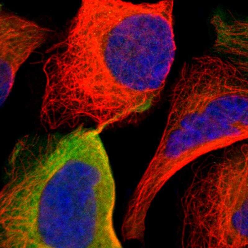 Staining of human cell line U-2 OS shows localization to plasma membrane & cytosol.