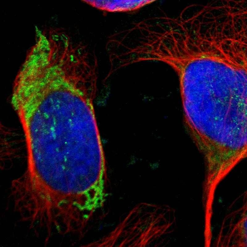 Staining of human cell line U-2 OS shows localization to mitochondria.