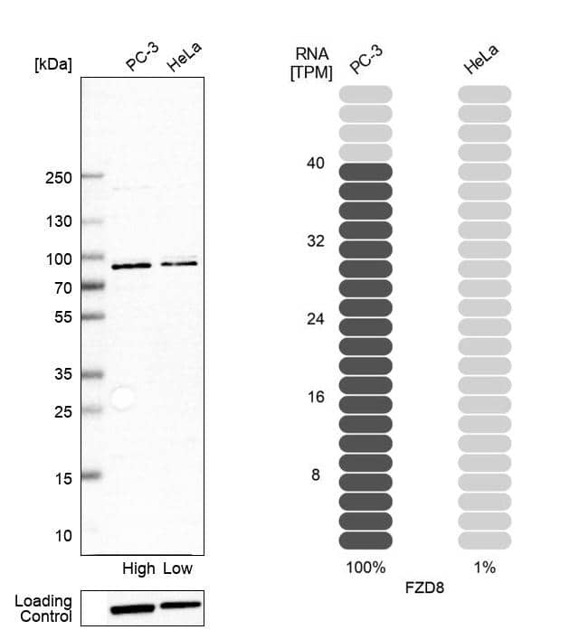 Analysis in human cell line PC-3 and human cell line HeLa.