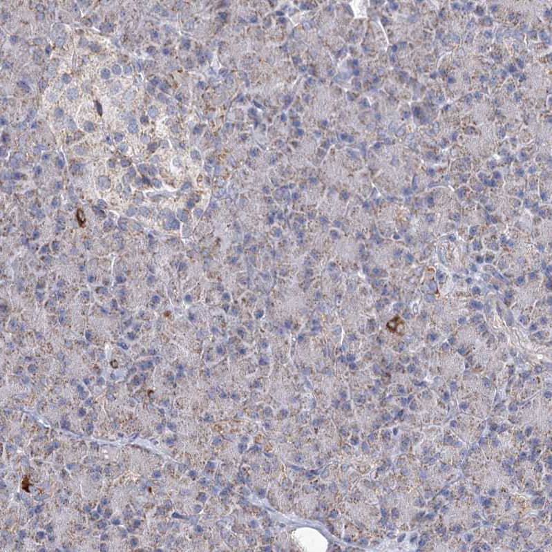 Staining of human pancreas shows weak to moderate granular cytoplasmic positivity in exocrine glandular cells.