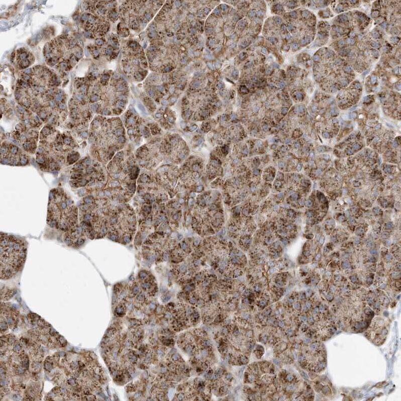 Staining of human Pancreas shows moderate granular cytoplasmic positivity in exocrine glandular cells.