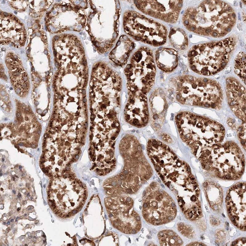 Staining of human kidney shows strong cytoplasmic positivity in cells in tubules.
