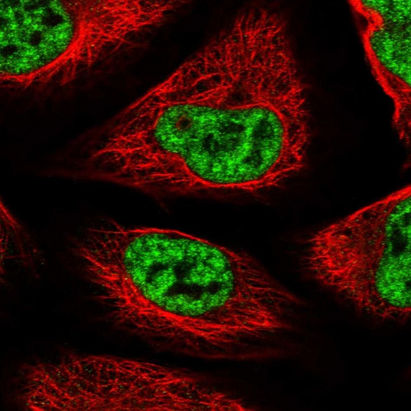 Staining of human cell line U-2 OS shows localization to nucleoplasm.