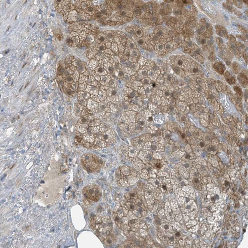 Staining of human adrenal gland shows cytoplasmic positivity in glandular cells.