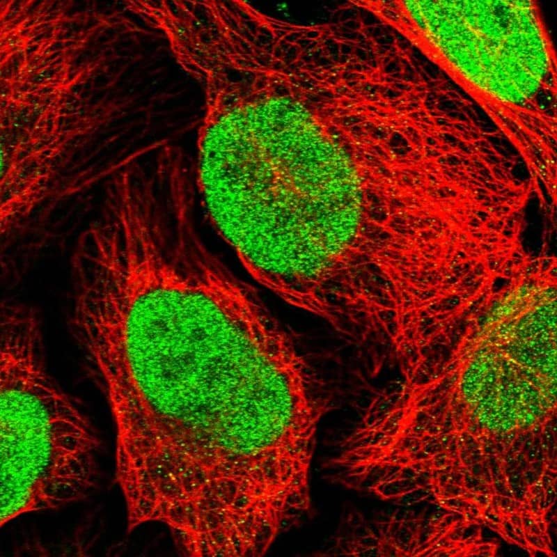 Staining of human cell line U-2 OS shows localization to nucleoplasm.