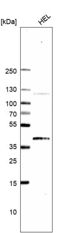  Analysis in human cell line HEL.
