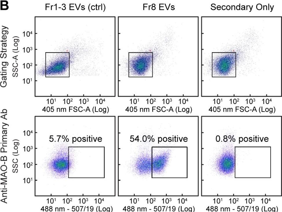 MAO-B-positive mitovesicles are more numerous in the brain than MAO-A-positive mitovesicles. (A, B) Representative flow cytometry analyses of Fr8 brain EVs (mitovesicle-enriched, second columns) immunolabeled with antibodies against MAO-A (A) and MAO-B (B). The left columns show the same analyses performed on a 1:1:1 v/v mixture of Fr1, Fr2, and Fr3 EVs (microvesicle-enriched) isolated from the same brains (negative control). The right columns show mitovesicles incubated with the secondary antibody only. The gating strategy is shown for all conditions (first rows). Both the y- and the x-axis are in a log10 scale. 20,000 EVs were acquired for each experiment. FSC-A: forward scatter– area. SSC-A: side scatter– area. Ab: antibody. (C) Percentage of mitovesicles positive for either MAO-A or MAO-B. n = 3 mice per group. The percentage of positive EVs was determined on the basis of the secondary antibody control gate of each sample (set to 0.8% maximum). Bars: mean +/- SEM. Statistical test used: two-tailed, unpaired Student’s t-test. MAO-A vs. MAO-B, P = 0.0004. *** P < 0.001 Image collected and cropped by CiteAb from the following open publication (//molecularneurodegeneration.biomedcentral.com/articles/10.1186/s13024-024-00721-z), licensed under a CC-BY license. Not internally tested by Novus Biologicals.
