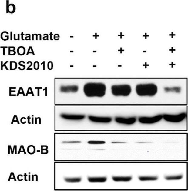 Glutamate-driven astrocytic MAO-B leading to reactive astrogliosis and astrocytic scar formation. a Schematic representation of glutamate-driven astrocytic MAO-B inducing reactive astrogliosis and astrocytic scar formation. b-d Western blot analysis for EAAT1 and MAO-B expression in astrocyte monocultures upon glutamate treatment. Glutamate treatment increased MAO-B expression in astrocytes. Blockage of glutamate transport activity by using glutamate transporter inhibitor (TBOA) decreased MAO-B expression. e, f Reactivity of astrocyte monocultures upon glutamate treatment assessed by immunostaining with GFAP. Inhibiting glutamate transport (TBOA) or MAO-B (KDS2010) decreased GFAP expression. g ELISA for CSPGs deposited from reactive astrocytes. h, i Immunofluorescence images and quantification of GFAP intensity in the mouse tissues. j, k Immunofluorescence images and quantification of CSPGs intensity in the mouse tissues. Quantitative data were presented as means +/- SD (n = 3, unless otherwise noted). *, p < 0.05; **, p < 0.01; ***, p < 0.001; ****, p < 0.0001. p values were calculated by two-tailed unpaired Student's t-test for comparisons between two groups, and by one-way ANOVA for multiple comparisons. Scale bars represent 100 μm Image collected and cropped by CiteAb from the following open publication (//pubmed.ncbi.nlm.nih.gov/37468961), licensed under a CC-BY license. Not internally tested by Novus Biologicals.