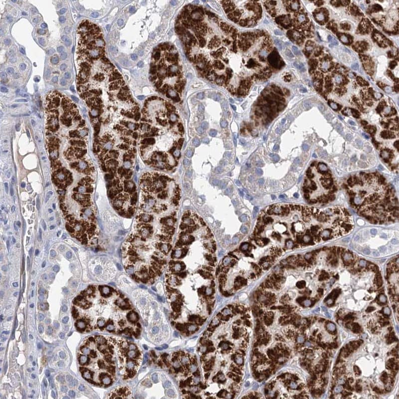 Staining of human kidney shows high expression.