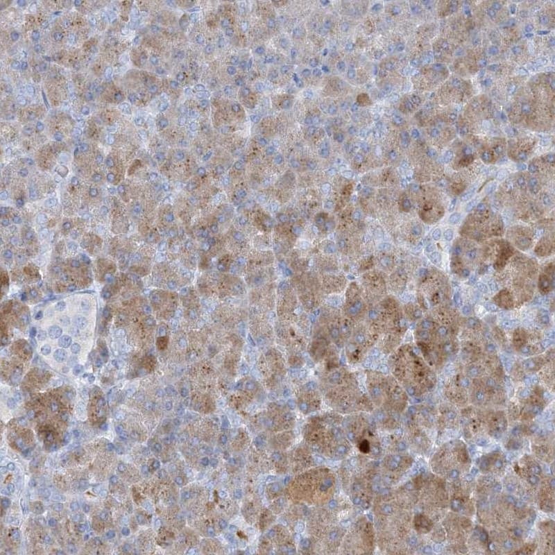 Staining of human pancreas shows high expression.