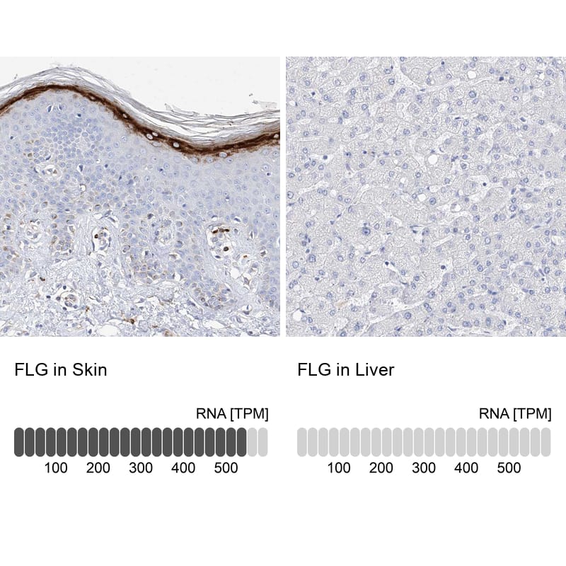 Immunohistochemistry-Paraffin Filaggrin Antibody - BSA Free