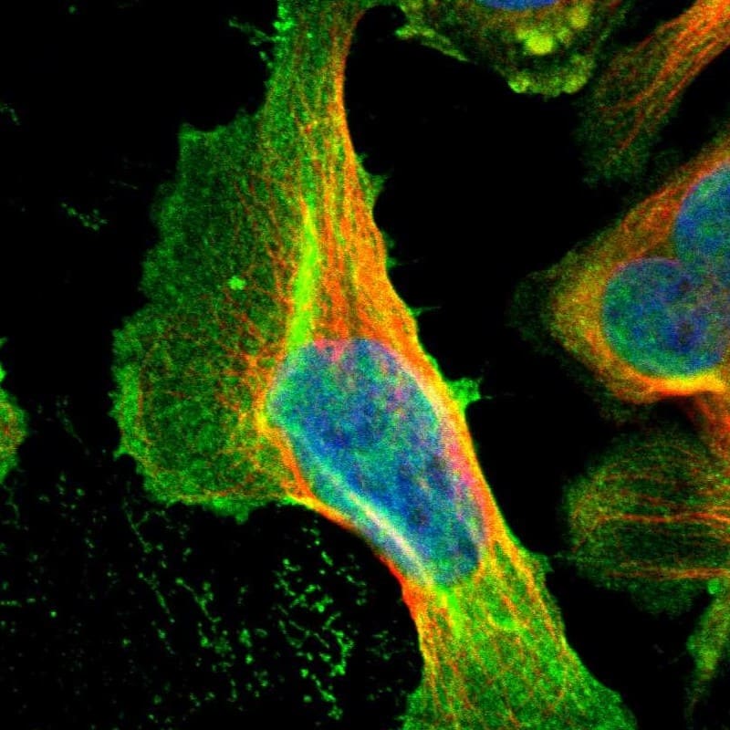 Immunocytochemistry/ Immunofluorescence Cyclin T2 Antibody - BSA Free