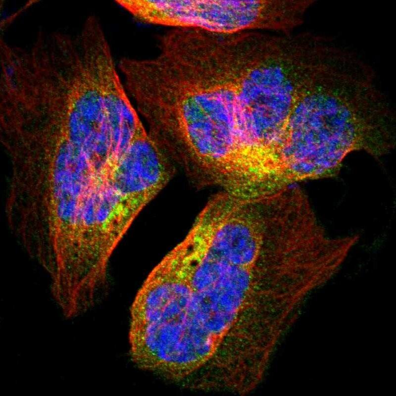 Staining of human cell line U-2 OS shows localization to cytosol & the Golgi apparatus.