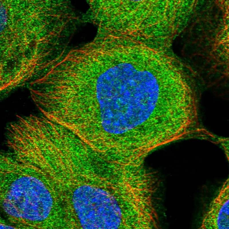 Immunocytochemistry/ Immunofluorescence Caspase-4 Antibody - BSA Free