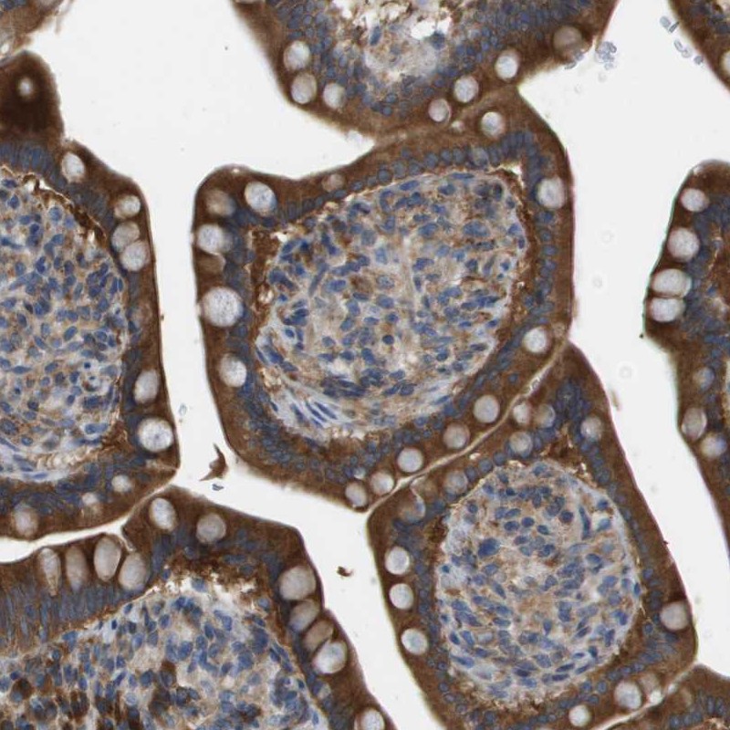 Staining of human small intestine shows strong positivity in glandular cells.