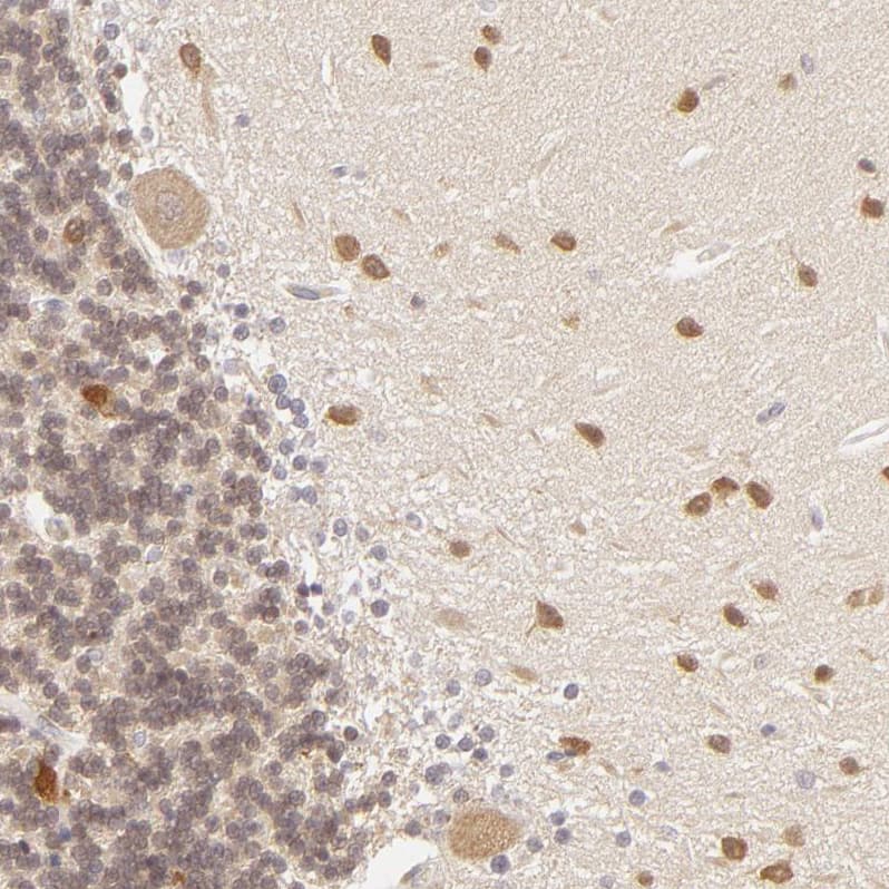 Immunohistochemistry-Paraffin SAP102 Antibody - BSA Free