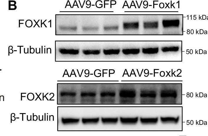 Western Blot ILF1 Antibody - BSA Free