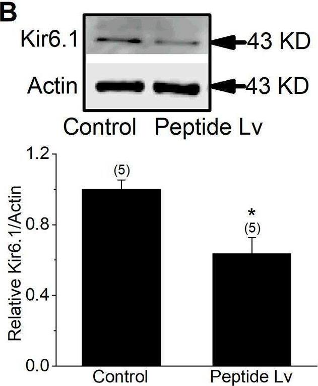 Peptide Lv does not increase the expressions of KCa2.3, Kir6.1, or TRPV4 in ECs.Endothelial cells were treated with PBS (vehicle control) or peptide Lv (500 ng/ml) for 4 hours and processed for immunoblotting or qPCR. Peptide Lv did not increase (A) KCa2.3, (B) Kir6.1, or (C) TRPV4 in cultured HUVECs. Student’s t-test was used for statistical analyses; *p<0.05. Image collected and cropped by CiteAb from the following open publication (//pubmed.ncbi.nlm.nih.gov/36282858), licensed under a CC-BY license. Not internally tested by Novus Biologicals.