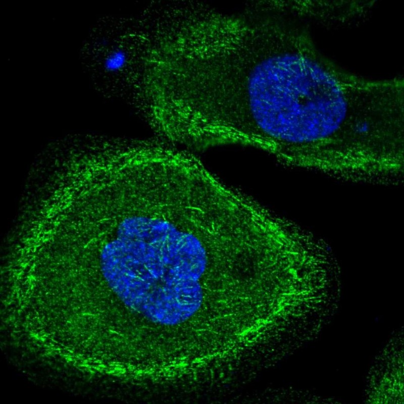 Staining of human cell line A-431 shows localization to actin filaments.