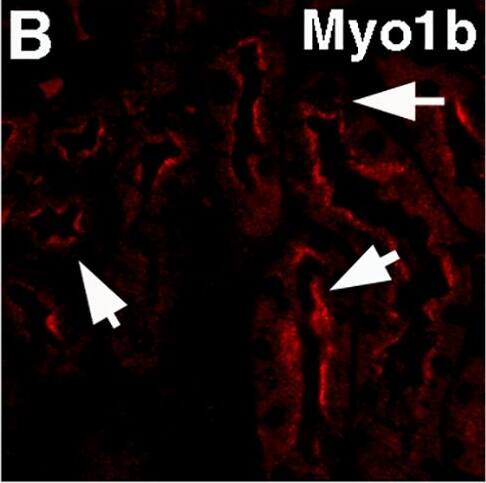 Immunohistochemistry Myosin 1B Antibody - BSA Free